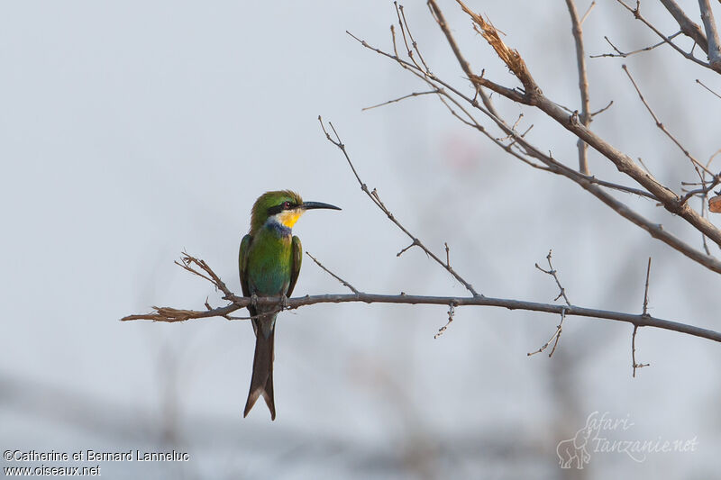 Swallow-tailed Bee-eateradult