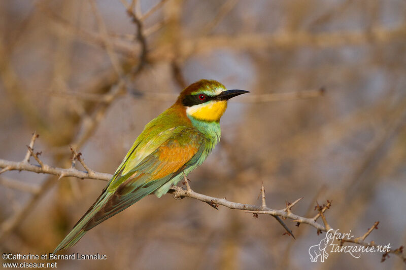 European Bee-eater, identification