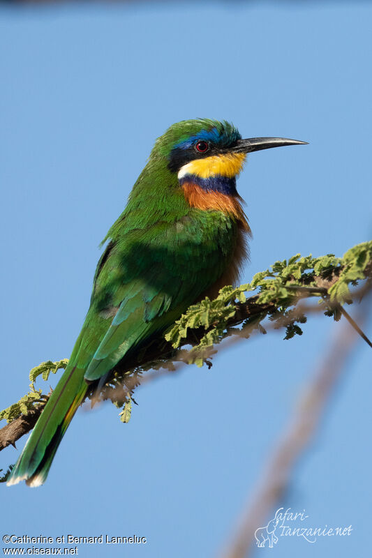 Guêpier de Lafresnayeadulte, identification