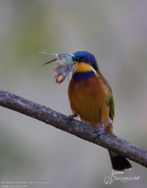 Guêpier de Lafresnayeadulte, régime, pêche/chasse