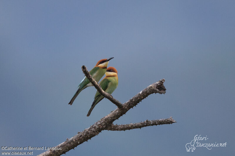 Chestnut-headed Bee-eateradult