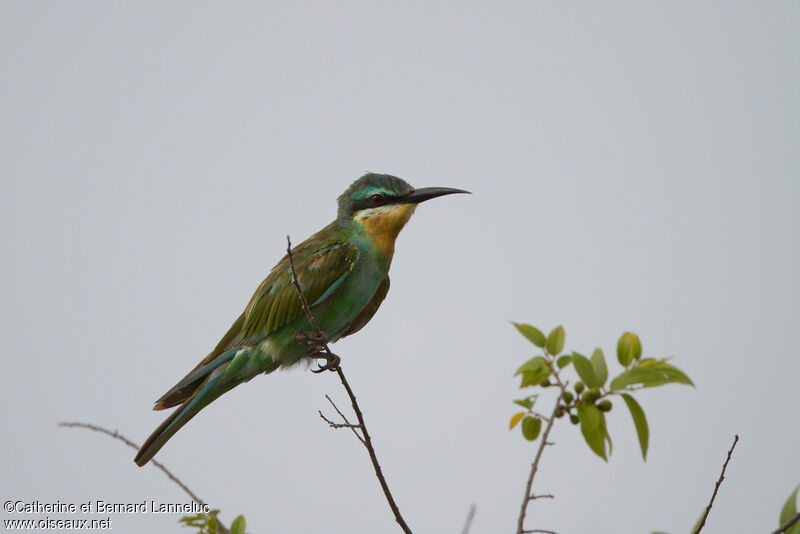 Guêpier de Persesubadulte, identification