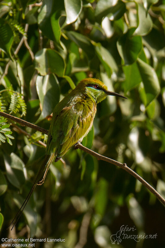 Guêpier vertadulte, identification