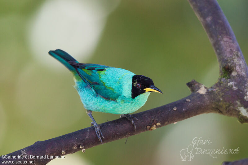 Green Honeycreeper male adult, identification