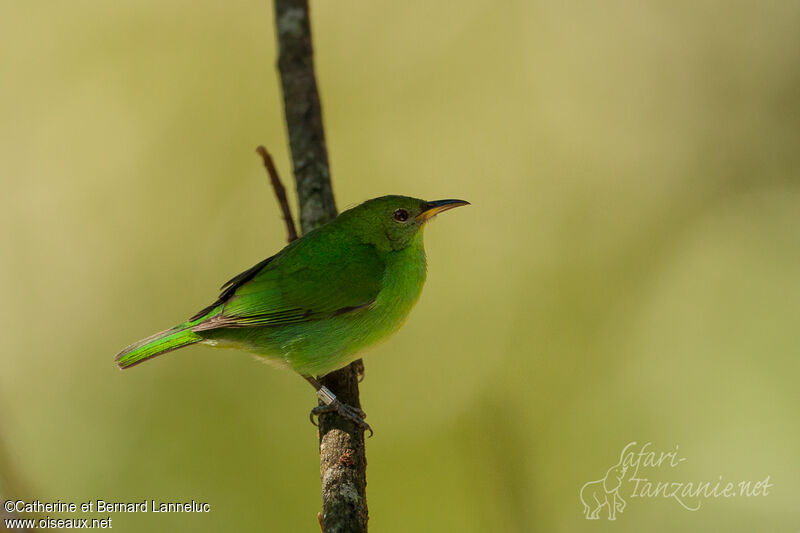 Green Honeycreeper female adult, identification