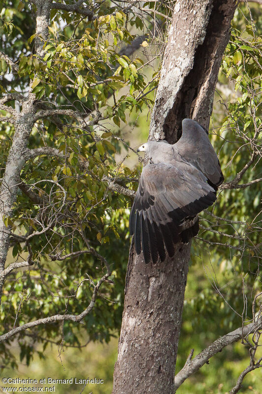 African Harrier-Hawkadult, identification, feeding habits, Behaviour