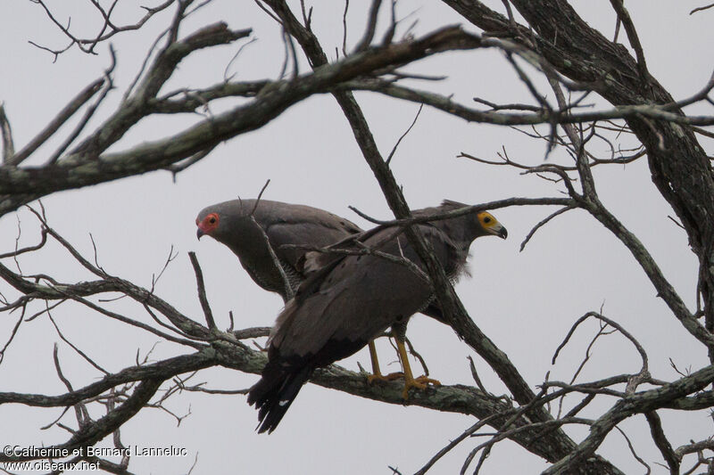 African Harrier-Hawkadult, Behaviour