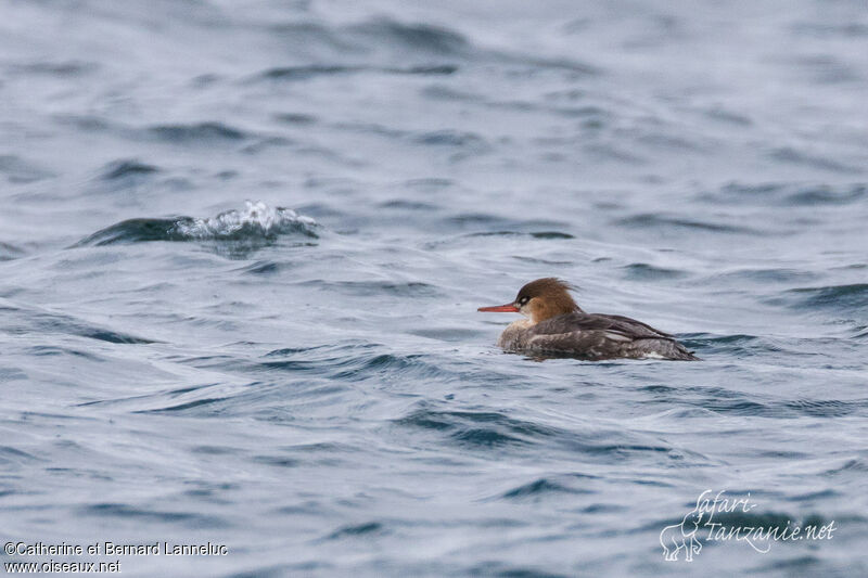 Red-breasted Merganser female adult