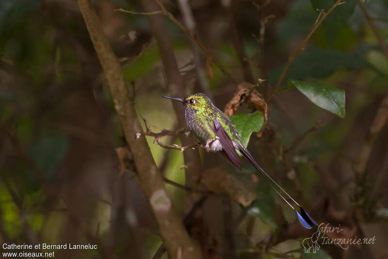 White-booted Racket-tail male adult, pigmentation