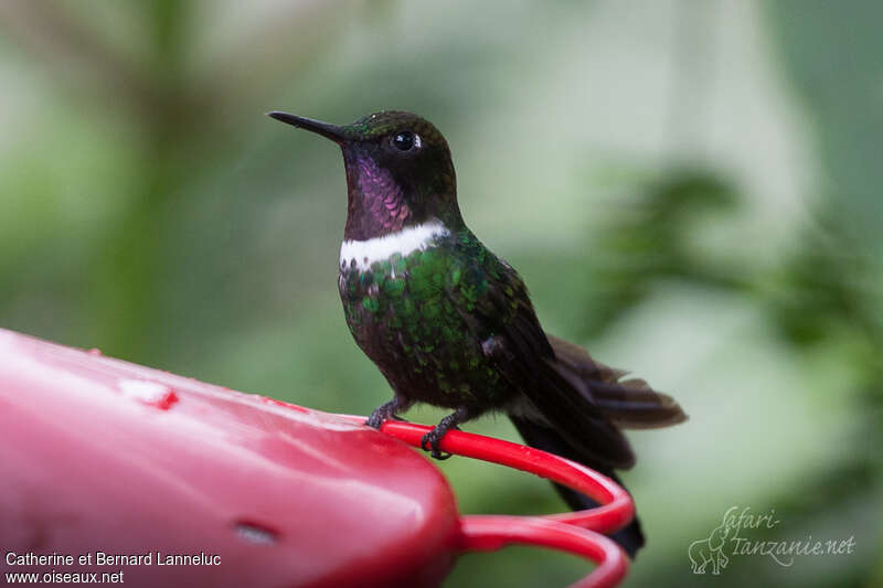 Gorgeted Sunangel male adult, identification