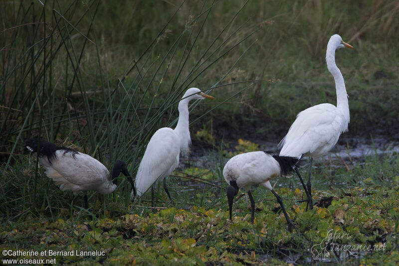 Yellow-billed Egret