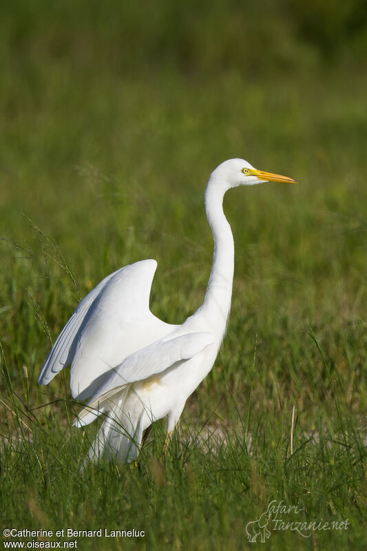 Yellow-billed Egret