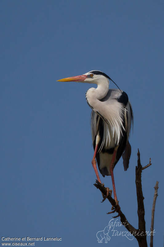 Grey Heronadult breeding, pigmentation