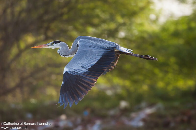 Grey Heronadult, Flight