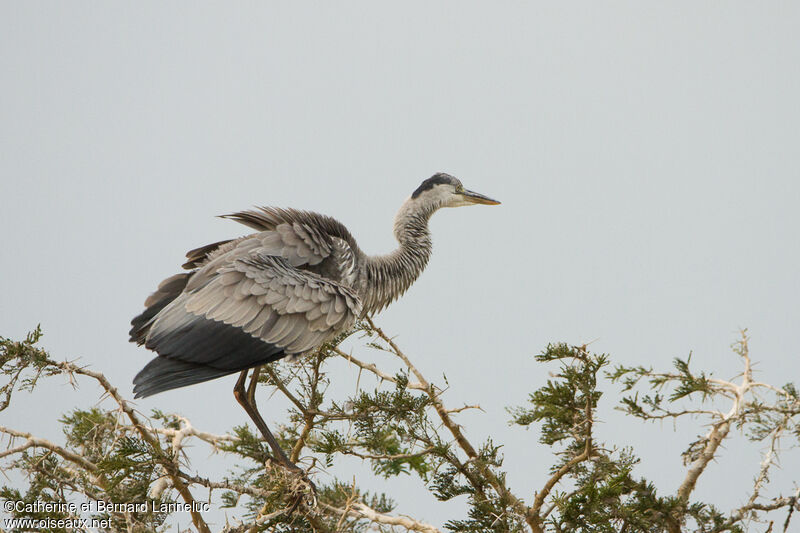 Grey Heronimmature, identification