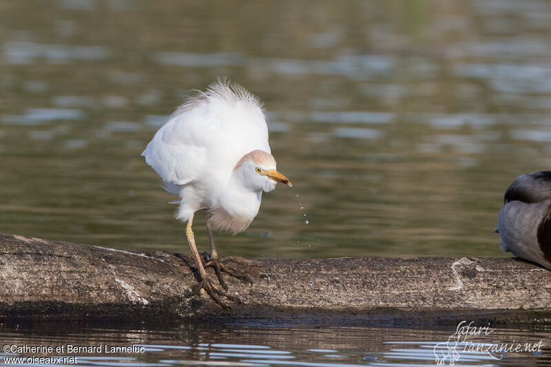 Western Cattle Egretadult breeding, drinks