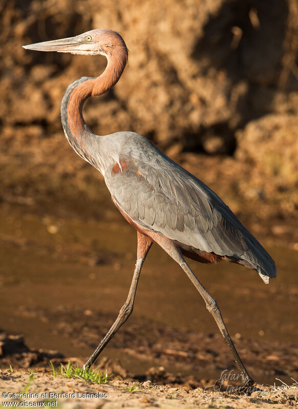 Goliath Heronadult, walking