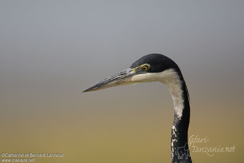 Black-headed Heronadult