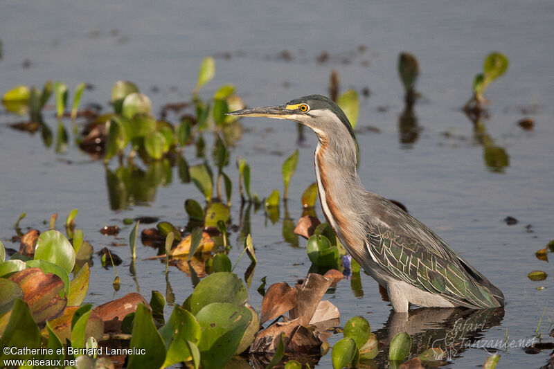 Striated Heronadult breeding, identification