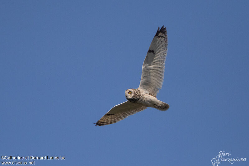 Short-eared Owladult, Flight