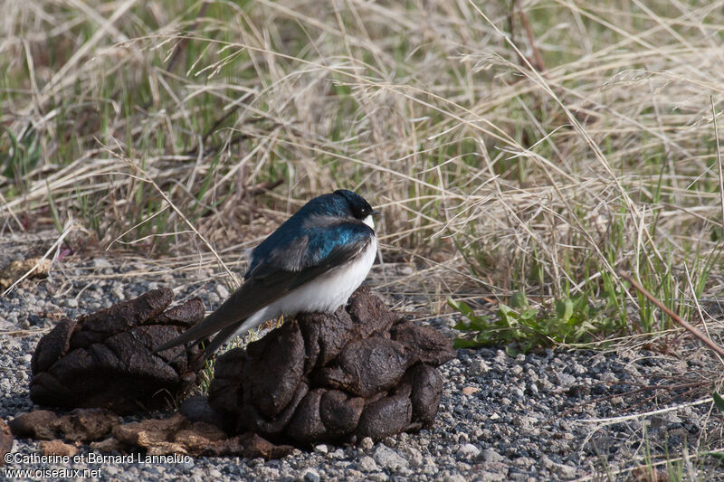 Hirondelle bicolore