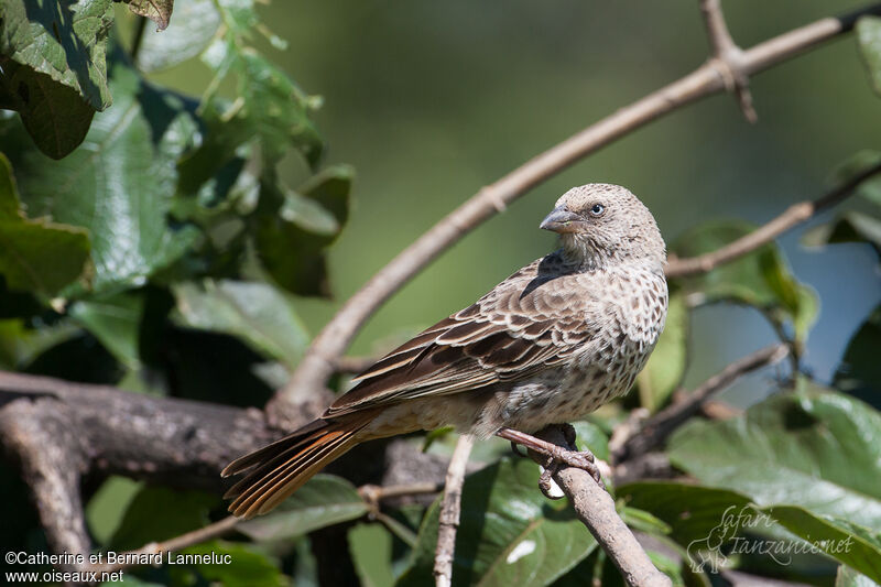 Rufous-tailed Weaveradult, identification