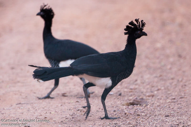 Yellow-knobbed Curassow female adult, identification