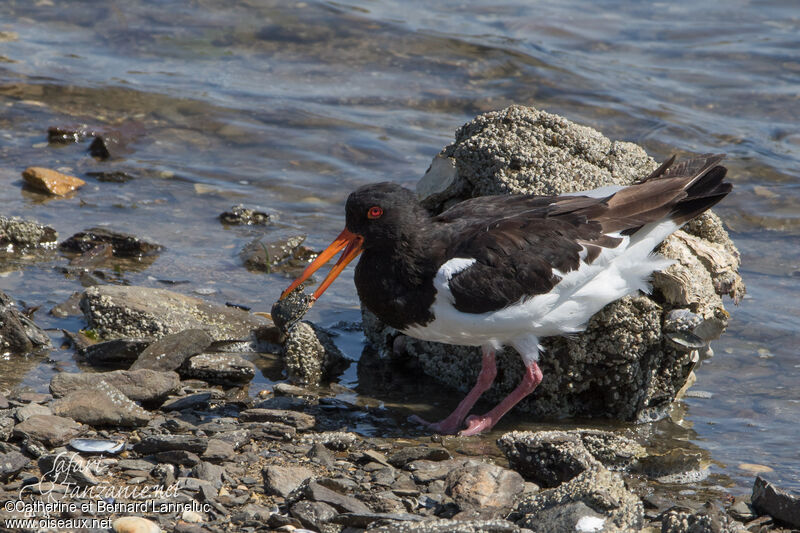 Eurasian Oystercatcheradult, fishing/hunting