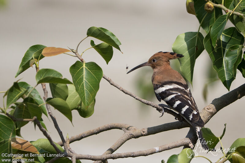 Eurasian Hoopoeadult