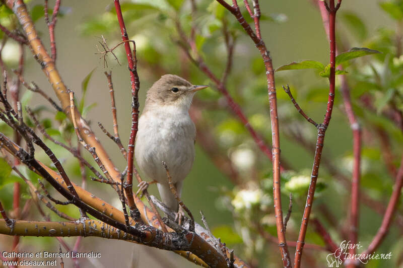 Booted Warbleradult breeding, habitat, pigmentation