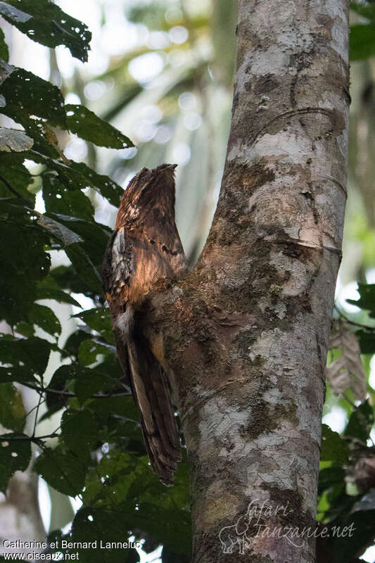 Ibijau à longue queueadulte, identification