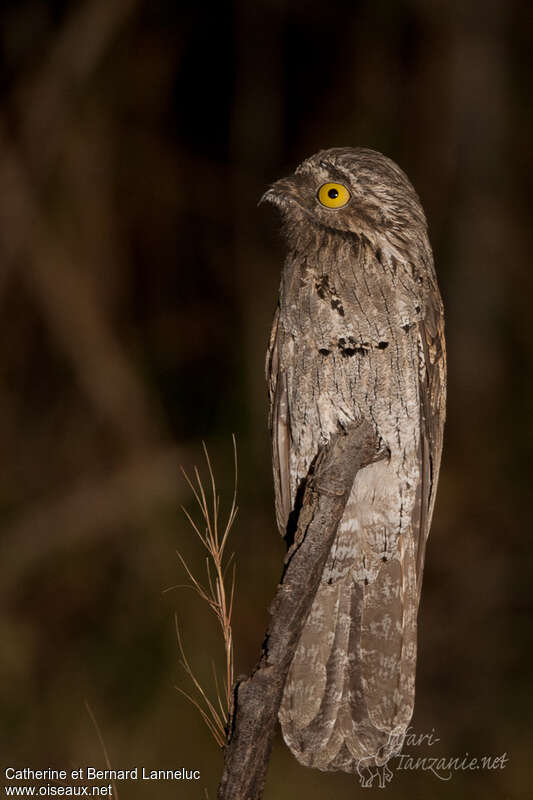 Common Potooadult, close-up portrait