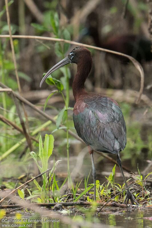 Ibis falcinelleadulte, identification