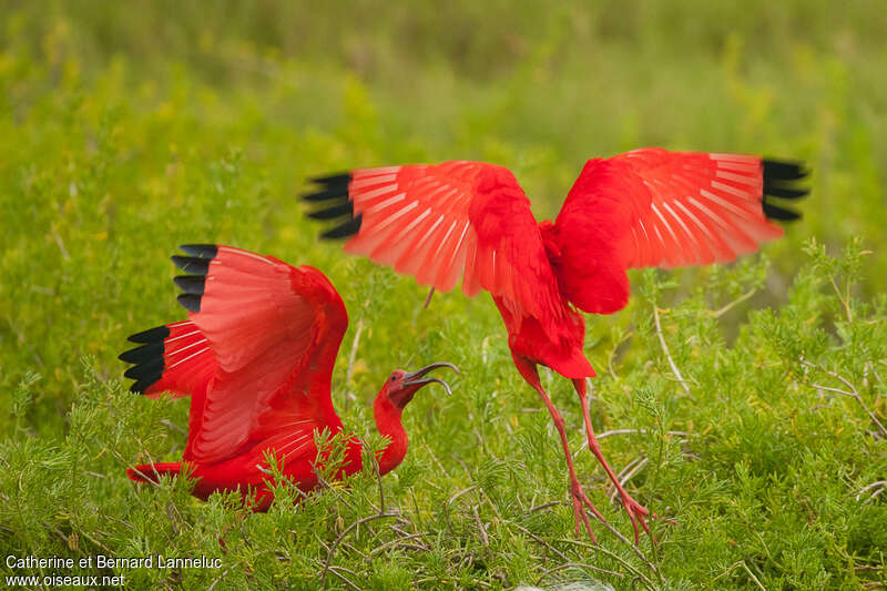 Scarlet Ibisadult, Behaviour