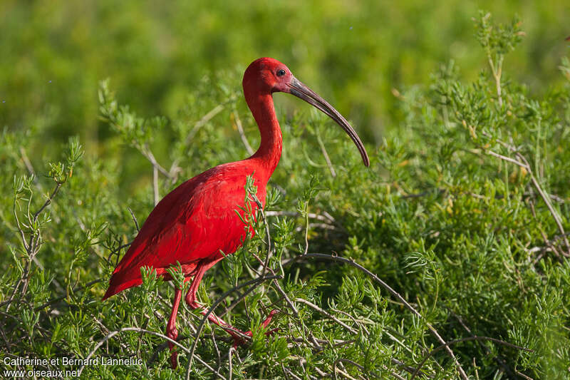 Scarlet Ibisadult, identification