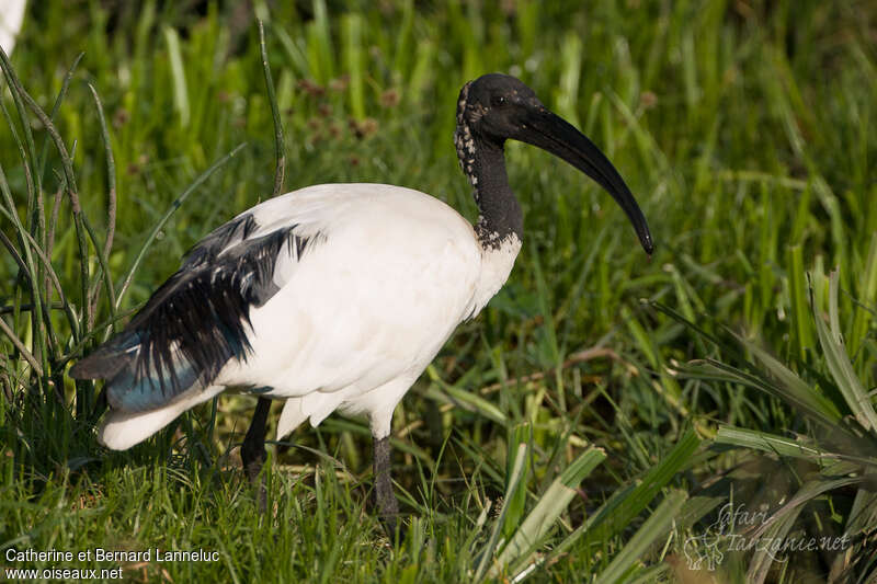 Ibis sacréadulte, identification