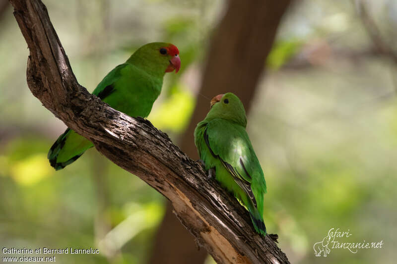 Black-winged Lovebird