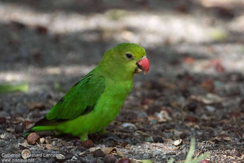 Black-winged Lovebird female adult, identification