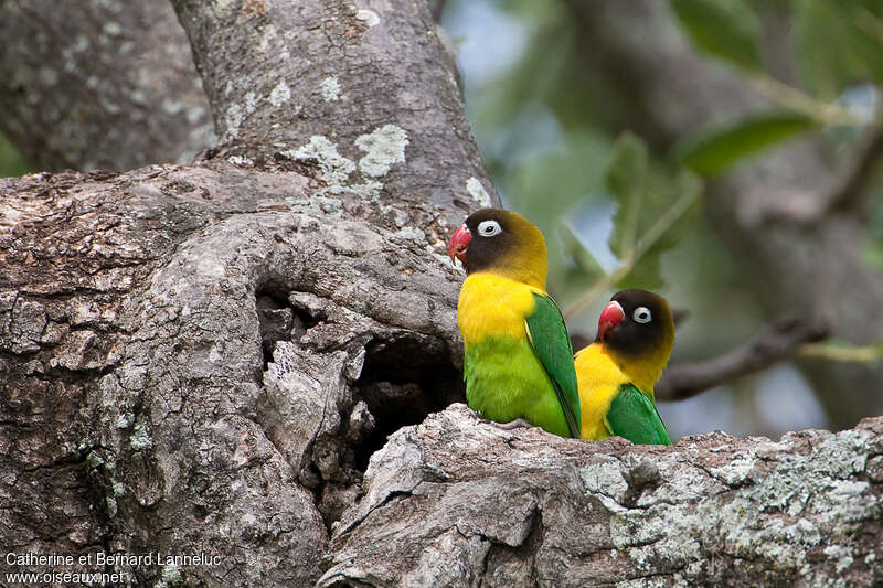 Yellow-collared Lovebirdadult, Reproduction-nesting