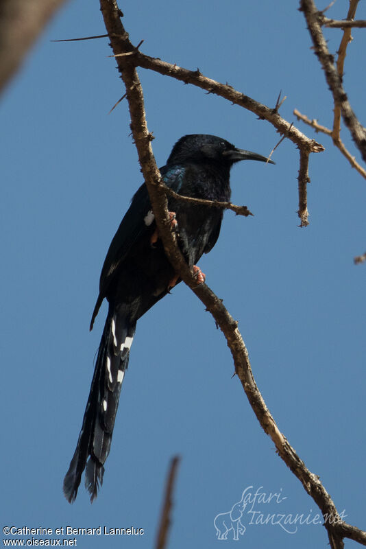 Irrisor damaraimmature, identification