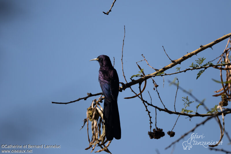 Black Scimitarbilladult