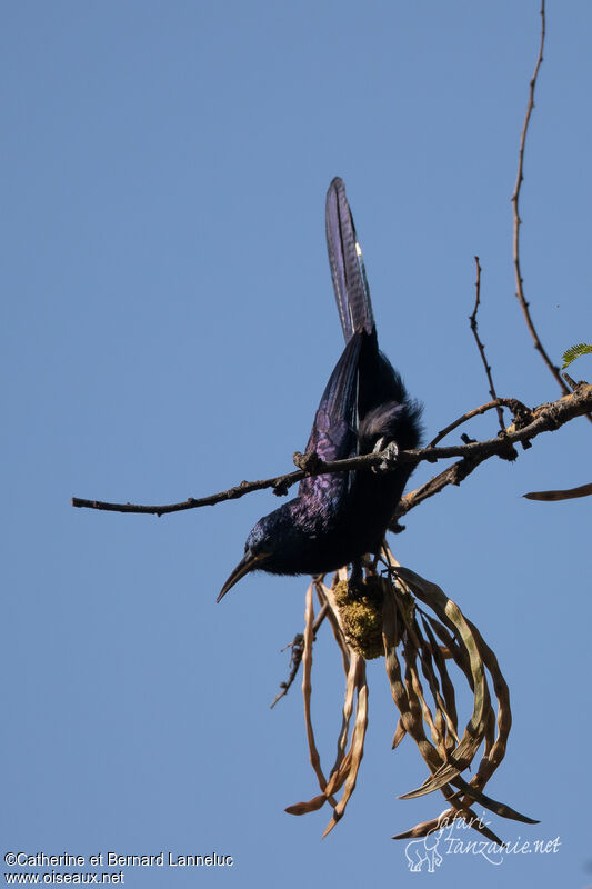 Black Scimitarbilladult