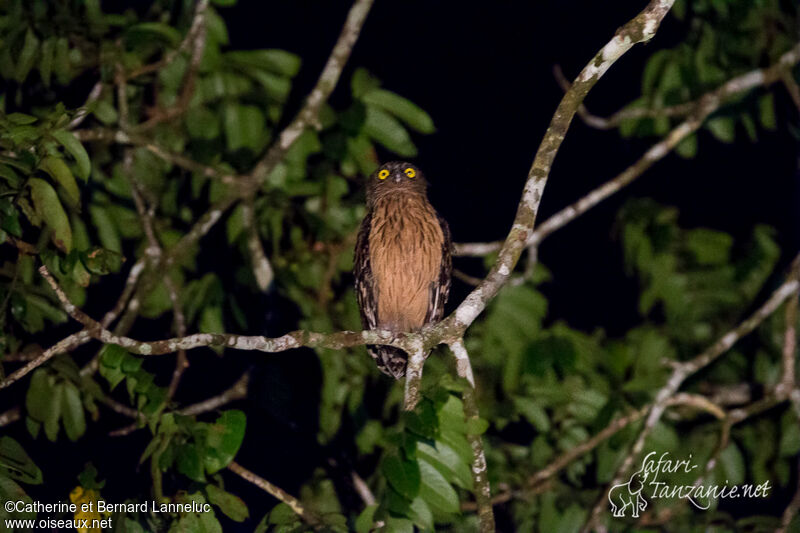 Buffy Fish Owl