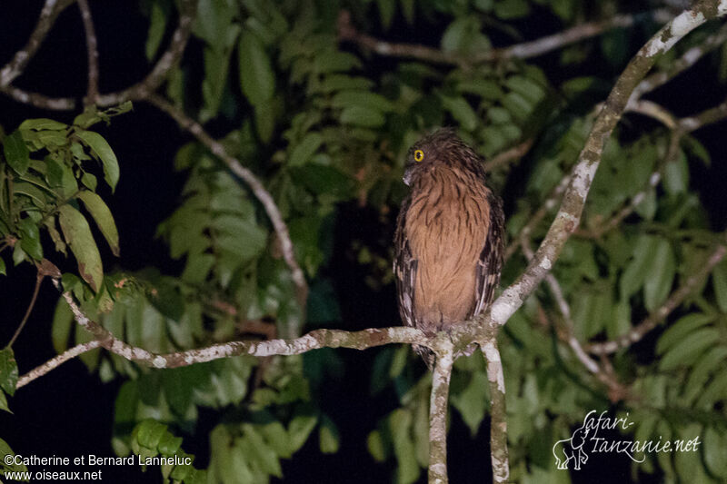 Buffy Fish Owl