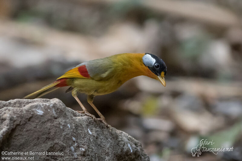 Silver-eared Mesiaadult, identification