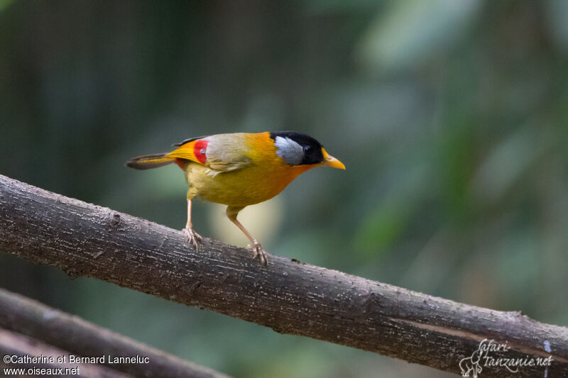 Silver-eared Mesiaadult, identification