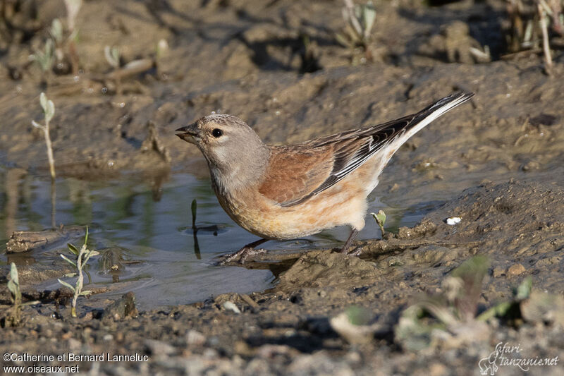 Common Linnet female adult, drinks