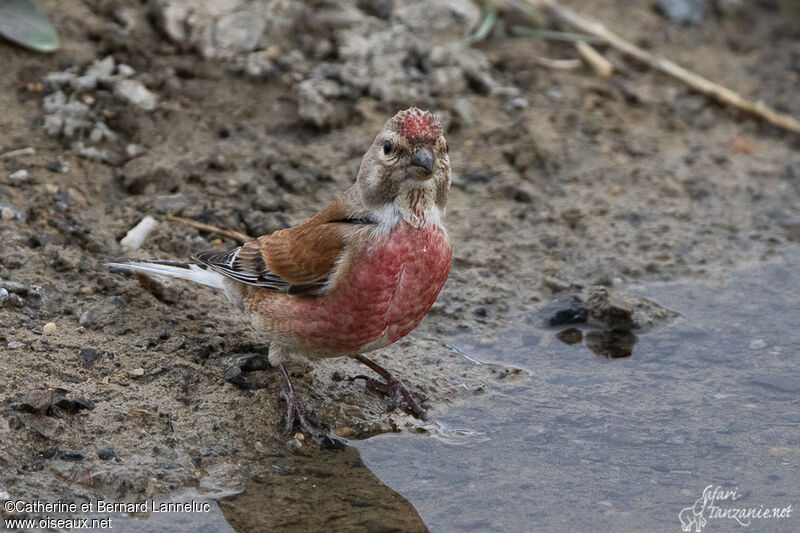 Common Linnet male adult breeding