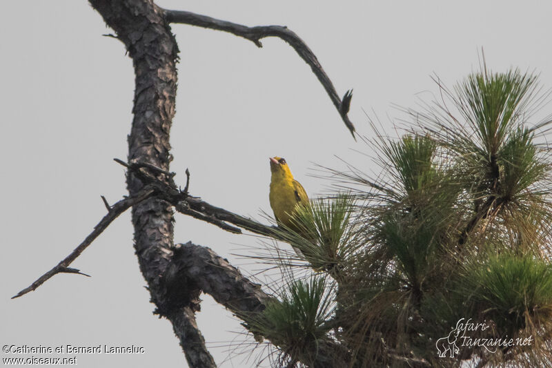 Slender-billed Orioleadult