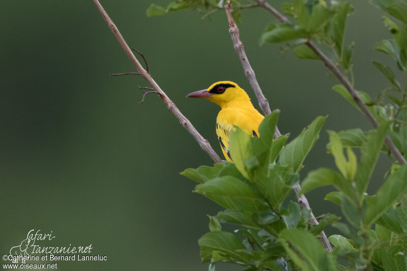 African Golden Oriole male adult, Behaviour